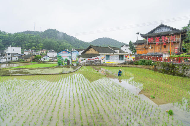 小满节气  吉首市矮寨镇排兄村村民们抢抓农时栽插杂交水稻  田间一片繁忙。