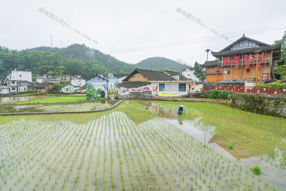 小满节气  吉首市矮寨镇排兄村村民们抢抓农时栽插杂交水稻  田间一片繁忙。