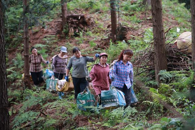 林下种植、中药材、灵芝、农业、林下经济