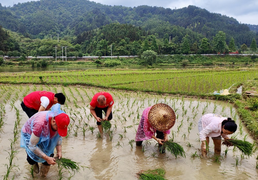 田间一抹“志愿红”
