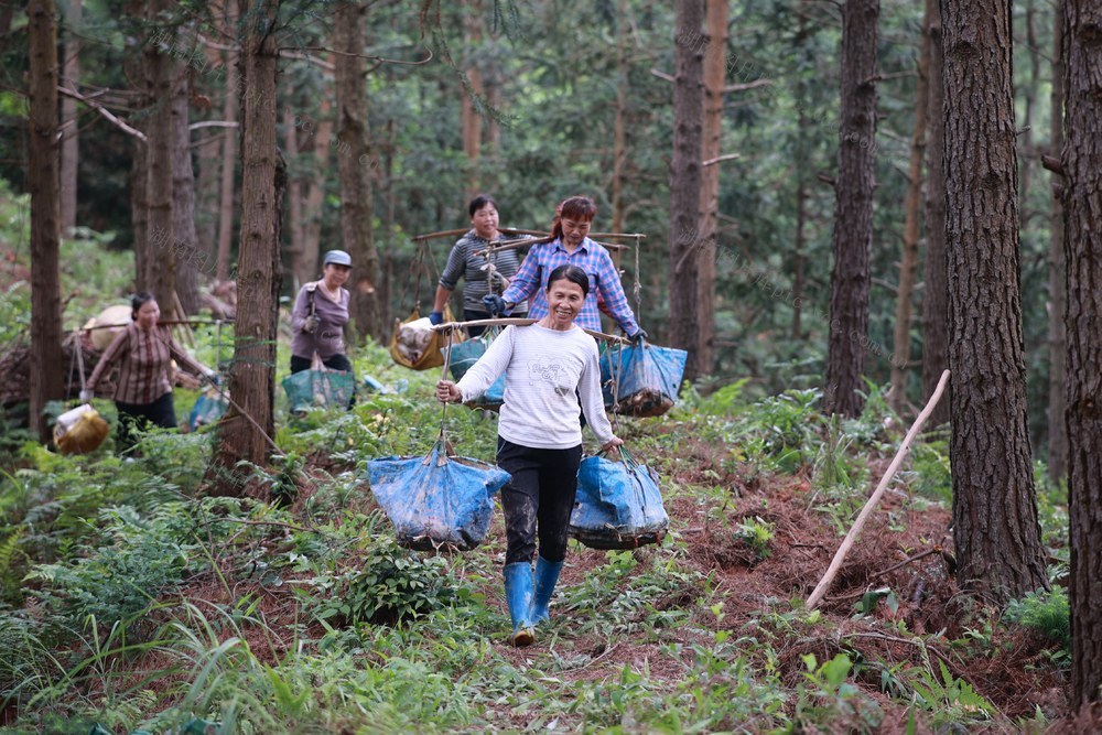 林下种植、中药材、灵芝、农业、林下经济
