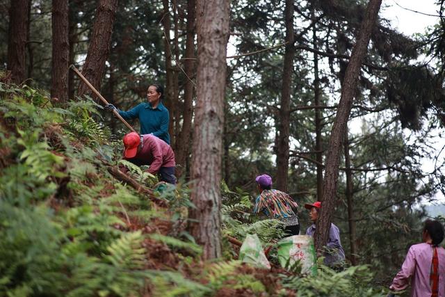 林下种植、中药材、灵芝、农业、林下经济