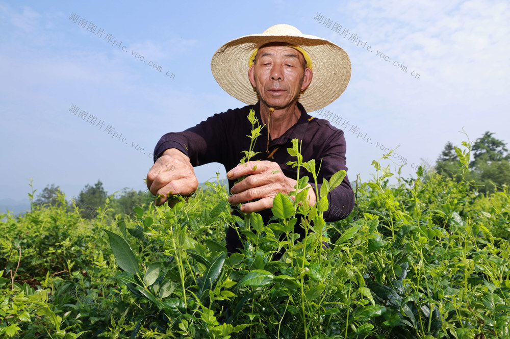 张家界 莓茶 武陵源