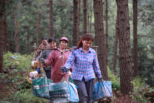 林下种植、中药材、灵芝、农业、林下经济