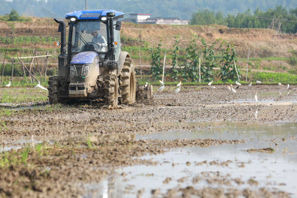 单季水稻 种植 忙