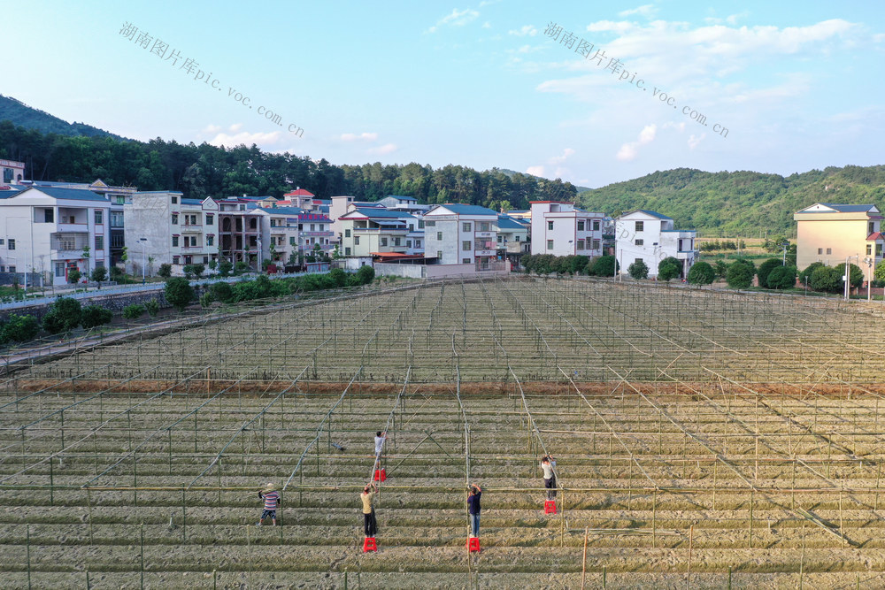 湖南 新田 搭竹架 种果蔬 三夏 时节