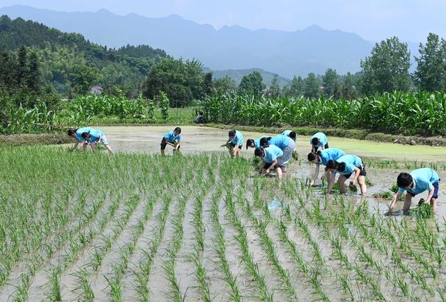 农耕文化 水稻 插秧 农事体验 教育 学生 劳动实践  田间 