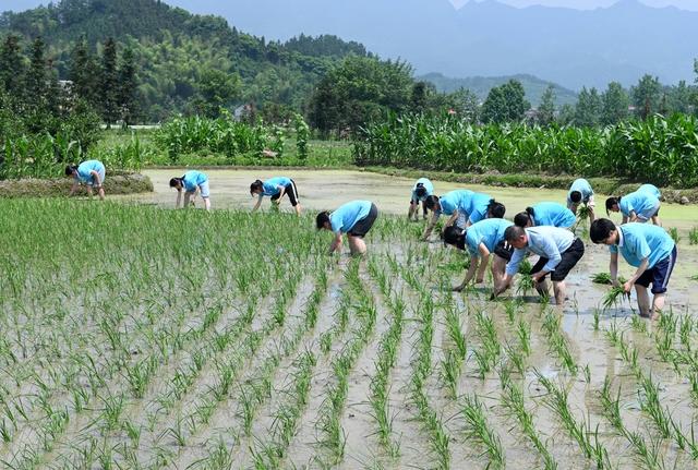 农耕文化 水稻 插秧 农事体验 教育 学生 劳动实践  田间 