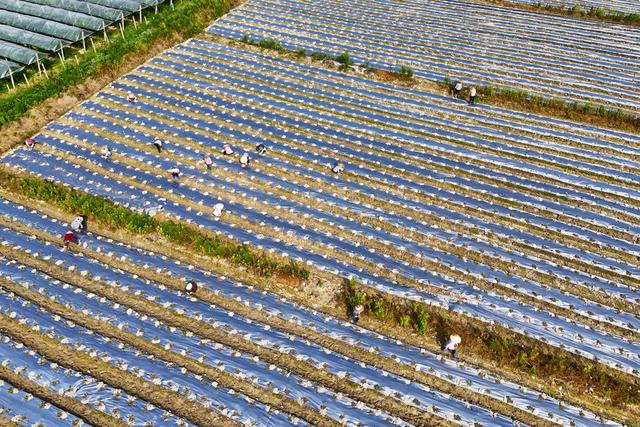 农业、夏管、蔬菜、农民、产业