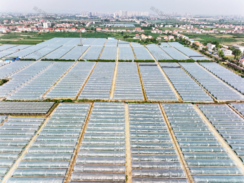 县城  街道办事处  郊区 设施农业  蔬果大棚  西瓜  辣椒