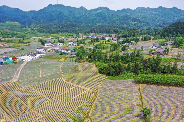 湖南，湘西，龙山，产业，乡村，美丽，建设