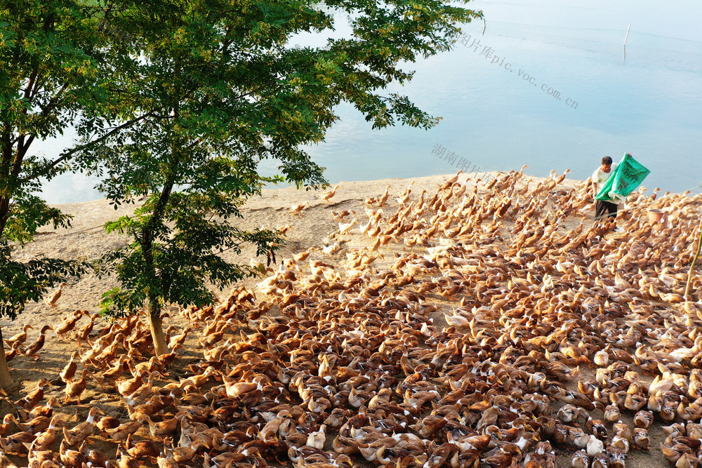 嘉禾：生态养殖 助农增收