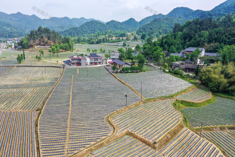 湖南，湘西，龙山，产业，乡村，美丽，建设