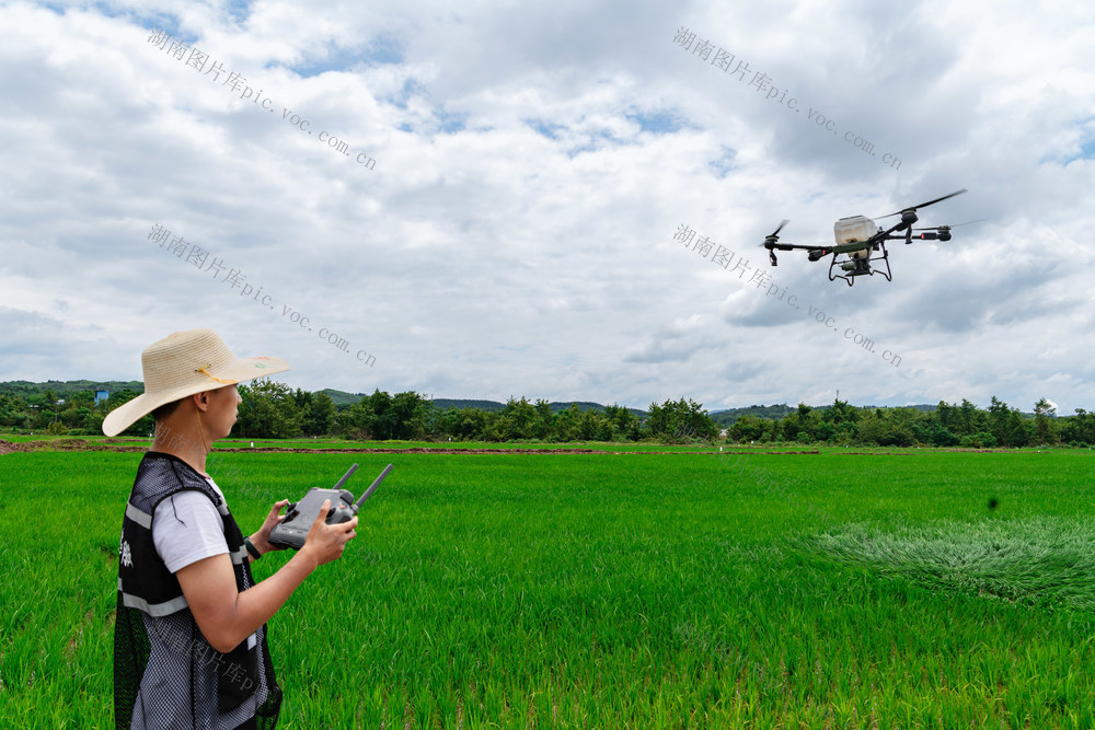 无人机  水稻施肥