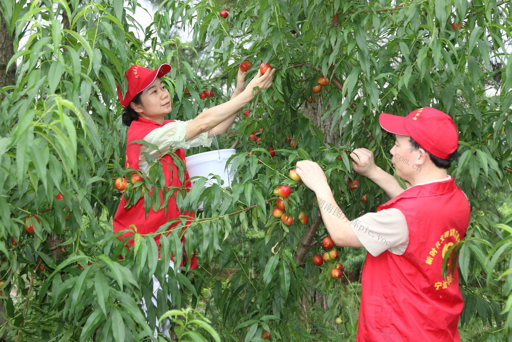三夏　助农　增收　党建