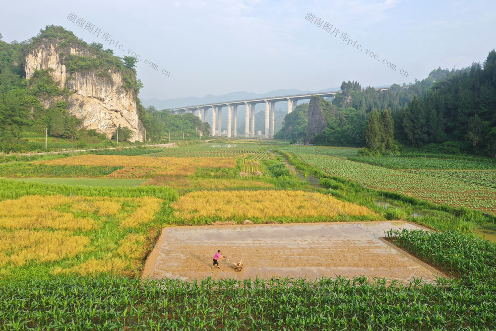 湖南，湘西，三夏，大忙，时节，农民，水稻，种植，管理，忙碌
