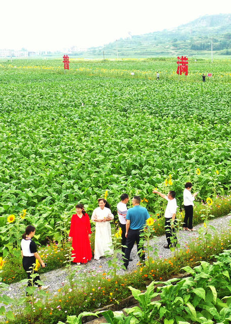 嘉禾：田园美引游人