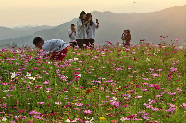 格桑花开游客来