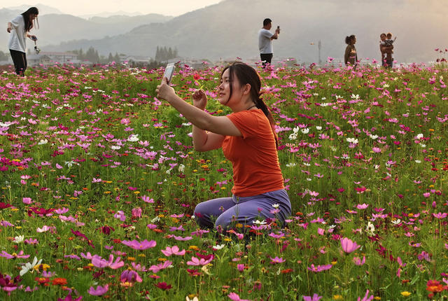 格桑花开游客来