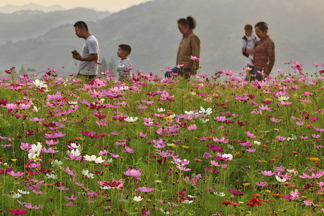 格桑花开游客来
