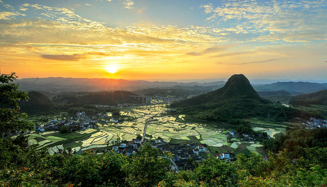 水稻、鲤鱼、油菜