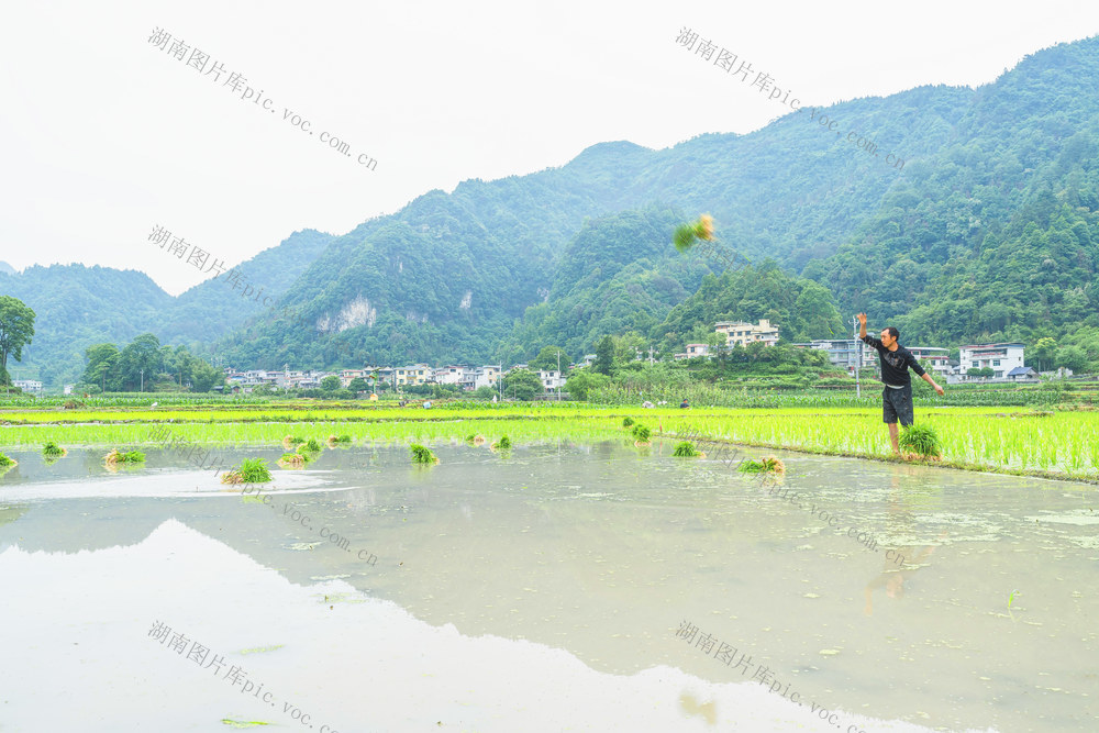 芒种将至  村民抢抓农时换季轮作  大面积栽插杂交水稻  确保主粮增产增收