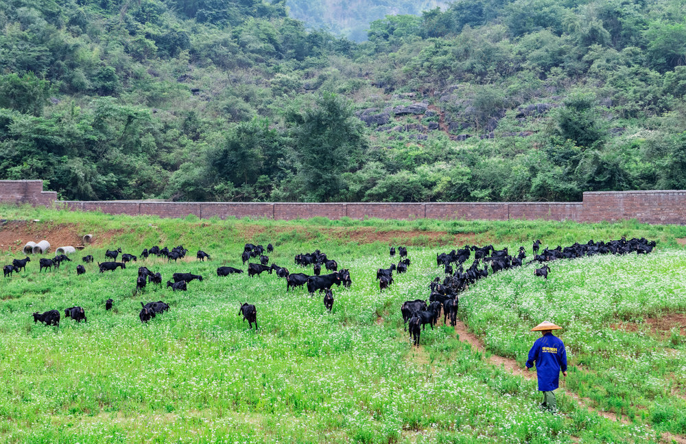 特色养殖  黑山羊