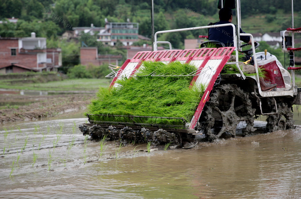 湖南桂东 季节 中稻 插秧 忙