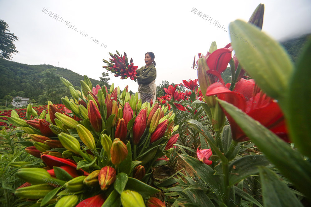湖南，湘西，龙山，经济，鲜花，百合花，市场