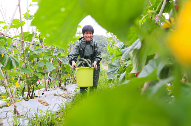 黄瓜  采摘  芒种  农事  增收