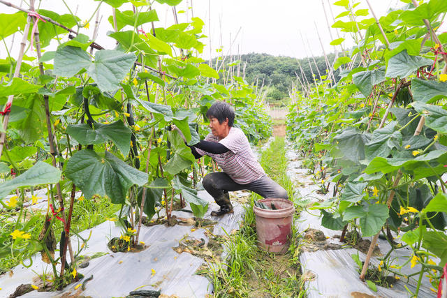 黄瓜  采摘  芒种  农事  增收