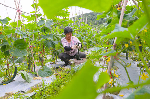 黄瓜  采摘  芒种  农事  增收