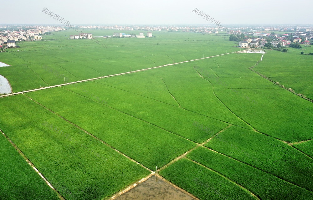 益阳口早稻囗喜人