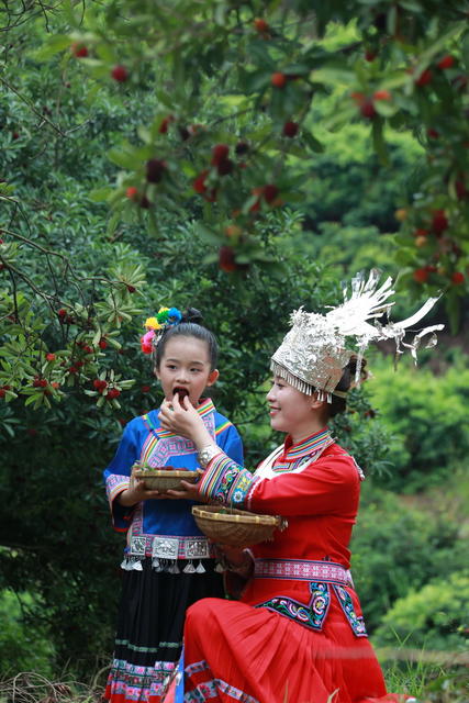 杨梅节
采摘游
民族特色