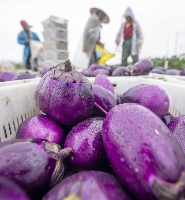 蔬菜
生态产业
现代农业
道县