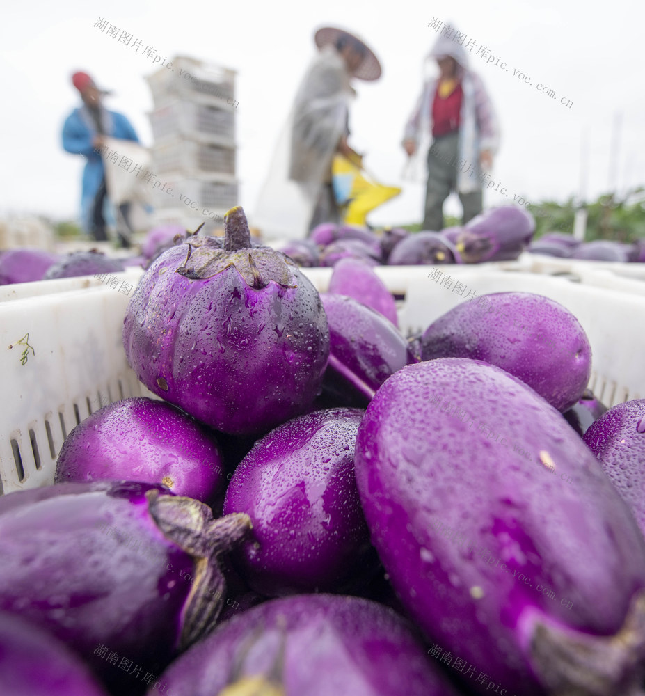 蔬菜
生态产业
现代农业
道县