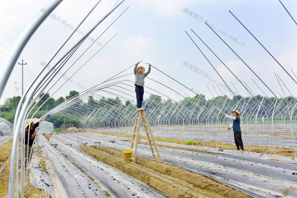 设施农业  草莓种植  大棚升级  安全种植  稳定增收