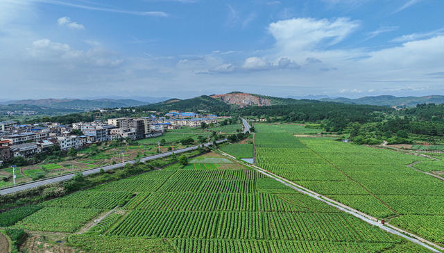 湖南,,永兴县,,洋塘乡,,文明村,,,庙门前,,,烟农,,烟叶采收,,烘烤,,,烤烟,,,烟叶采摘,  黄建华