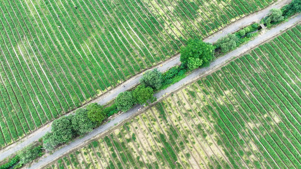 端午节、农村、农事