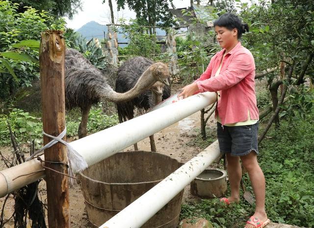 特色养殖   助农增收