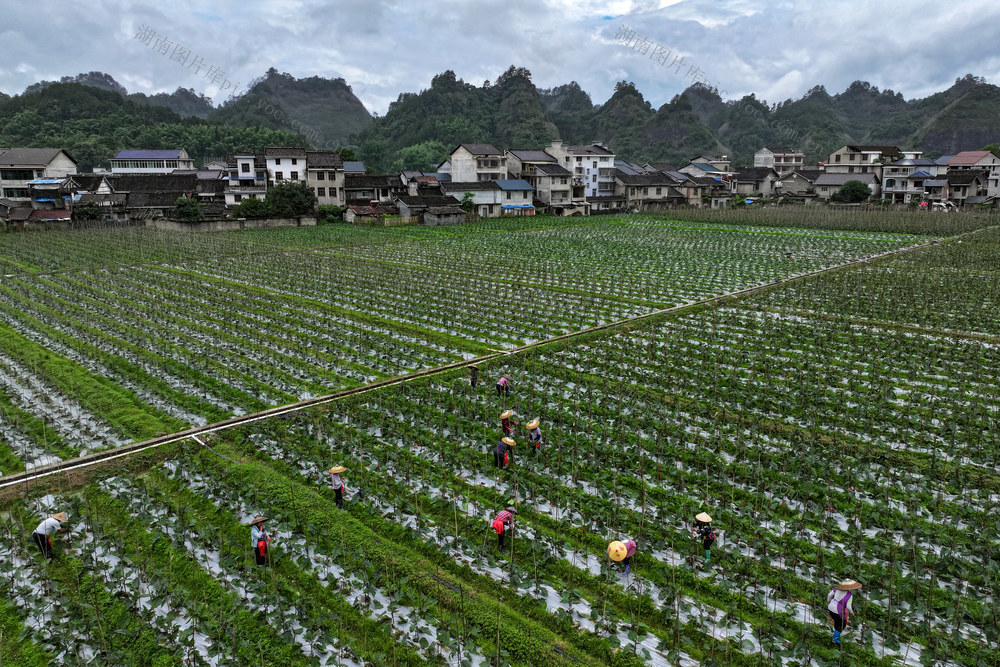茄子 夏管 田 产业 农业 农民