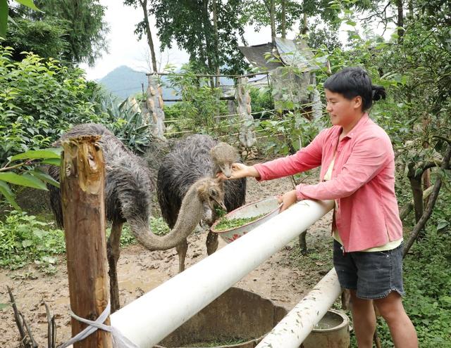 特色养殖   助农增收