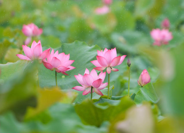 荷花
道县