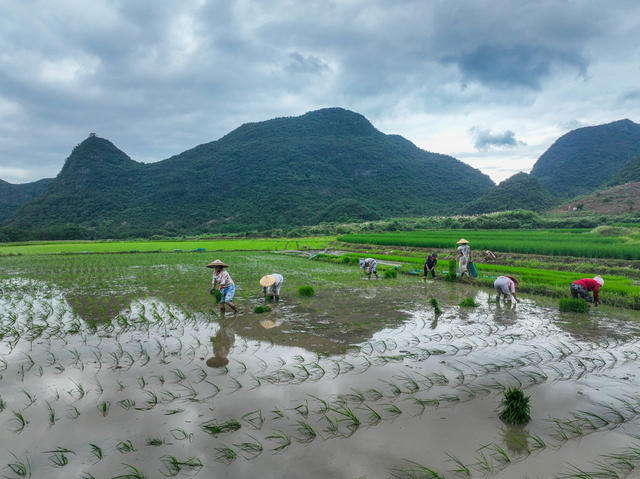 插秧
农事
道县