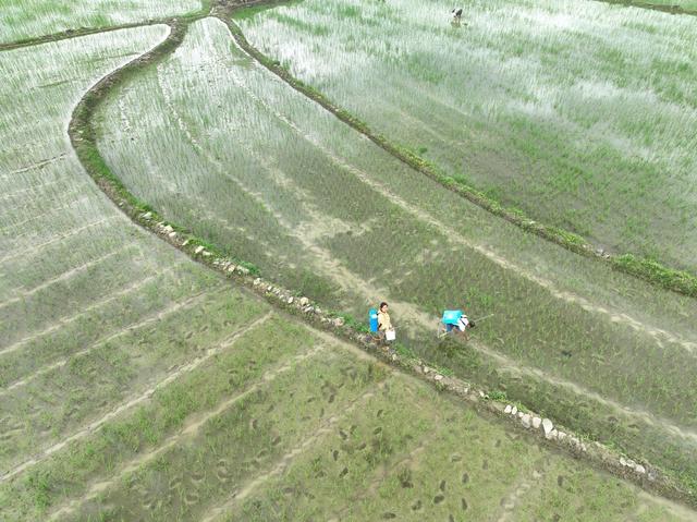 插秧
农事
道县