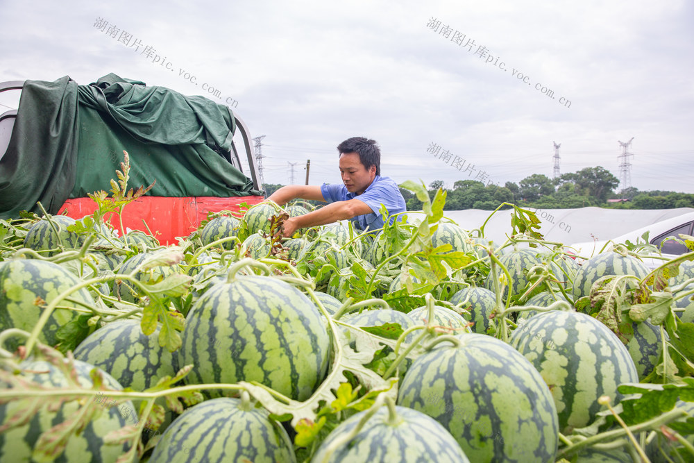 农业 西瓜