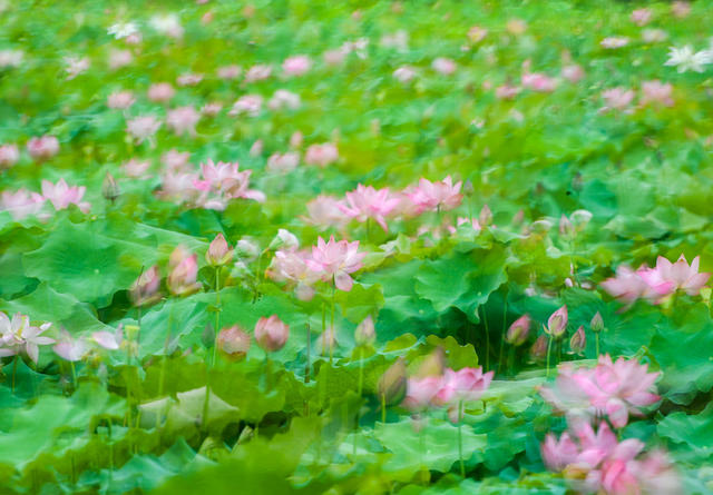 荷花
道县