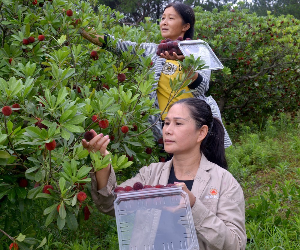 双牌：杨梅枝头俏 采摘正当时 