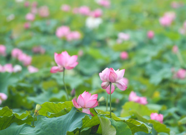 荷花
道县
