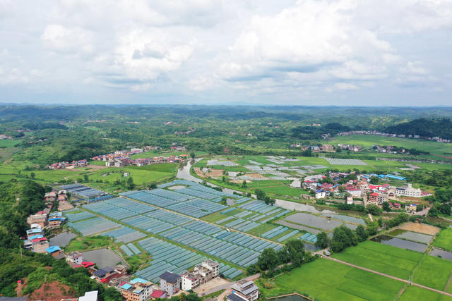 和美  乡村  乡村振兴  村庄  水稻  小河  美丽乡村